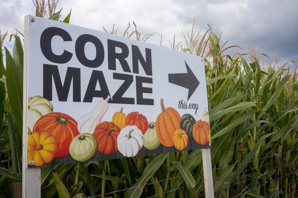 Dyspraxic woman at corn maze still looking for way in