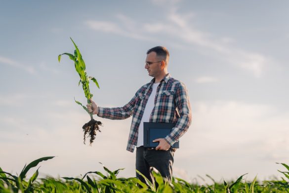 A man standing in a field with a tablet and a folder tucked under one arm, holding a plant that has been pulled up from the roots